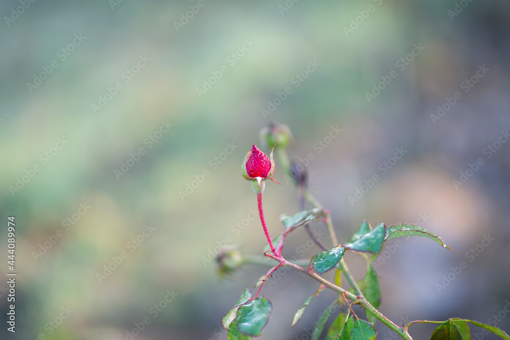 Closeup of a Rosebud in a garden, Red Rose Bud rowing on a bush with greenery in the background.