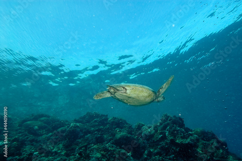 Fototapeta Naklejka Na Ścianę i Meble -  A turtle in the sea