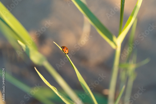 Red ladybug on a green cane leaf. Close-up, there is a place for text.