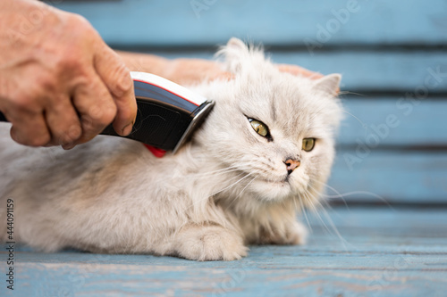 Fototapeta Naklejka Na Ścianę i Meble -  Grooming white fluffy cat on blue table. Pet molt season