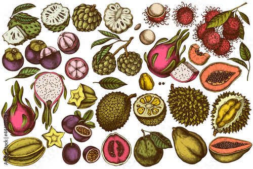 Vector set of hand drawn colored papaya, guava, passion fruit, starfruit, durian, rambutan, pitaya, jackfruit, sugar-apple, soursop, mangosteen