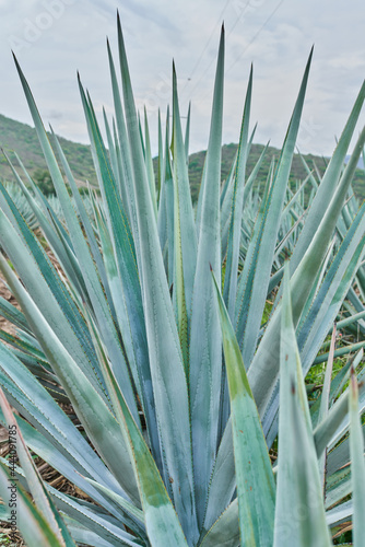 Plantación de agave azul en el campo para hacer tequila concepto industria tequilera