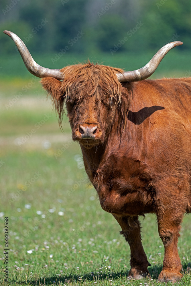 A highland cattle makes eye contact - Ontario, Canada A highland cattle makes eye contact - Ontario, Canada