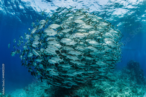 Dense sphere-shaped bigeye trevally
