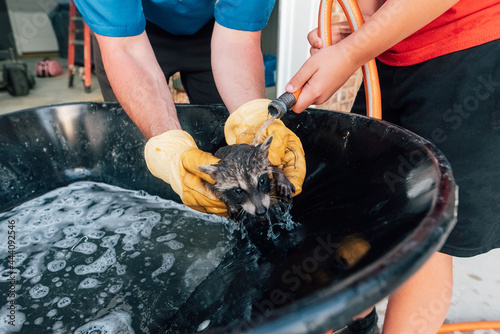 People using a water hose to rinse off raccoon. 