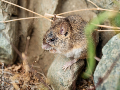 Gorny Altai. Altai birch mouse (Sicista napaea) in the habitat.