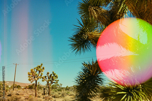 Yucca trees with rainbow sphere
