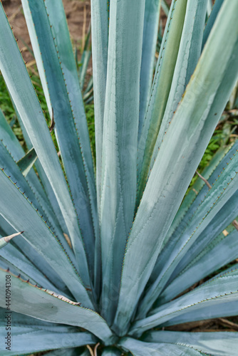 Primer plano de agave azul en el campo para hacer tequila concepto industria tequilera