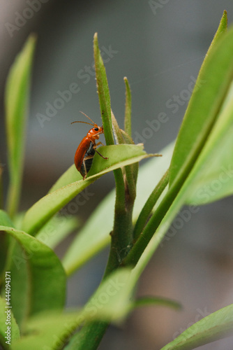 Pumpkin beentle Cucurbit Leaf Beetle photo