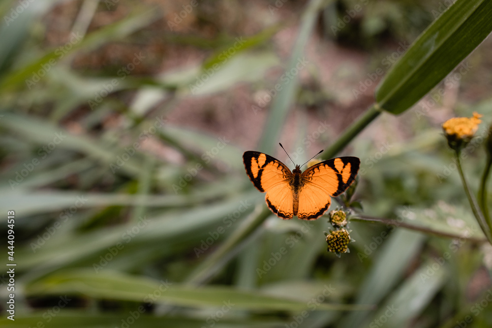 Obraz premium Butterfly in nature