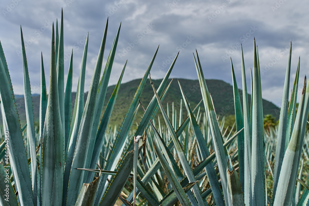 Obraz premium Plantación de agave azul en el campo para hacer tequila concepto industria tequilera