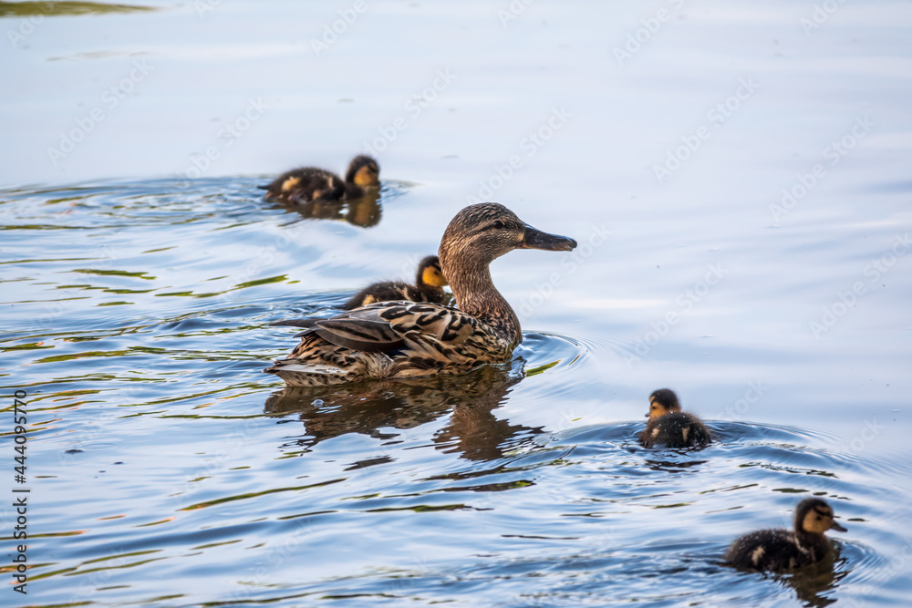 A family of ducks, a duck and its little ducklings are swimming in the water. The duck takes care of its newborn ducklings. Mallard, lat. Anas platyrhynchos A family of ducks, a duck and its little ducklings are swimming in the water. The duck takes care of its newborn ducklings. Mallard, lat. Anas platyrhynchos