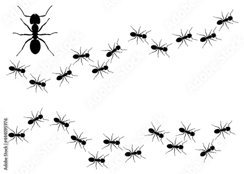 Ants footprint in the set. Vector image.