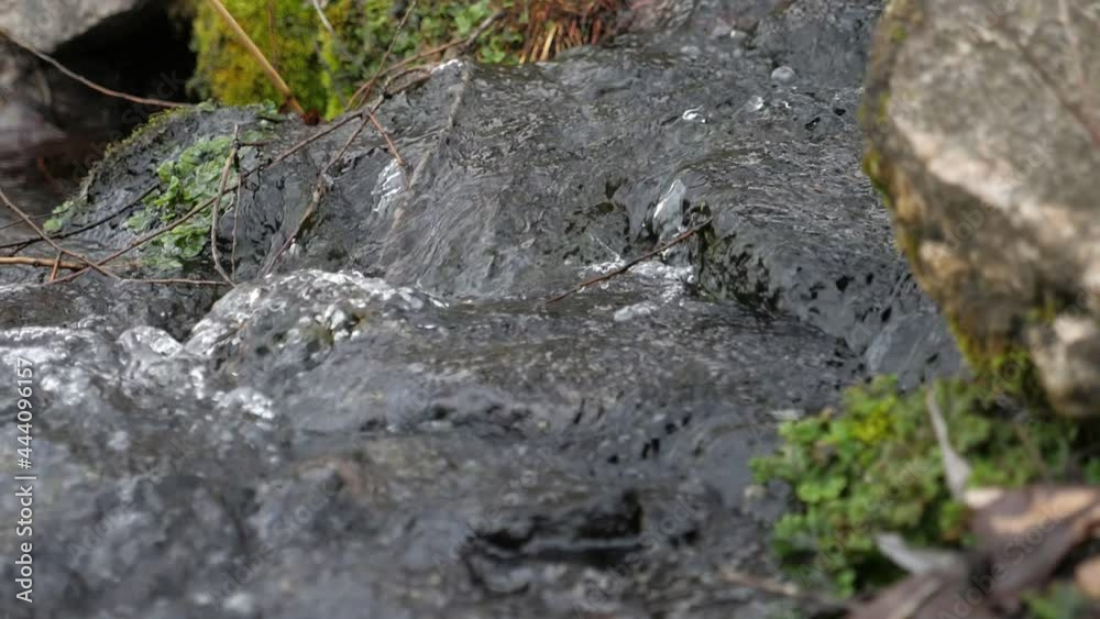Mountain see-through stream rushing fast in an old wood with mossy stones in summer Mountain see-through stream rushing fast in an old wood with mossy stones in summer