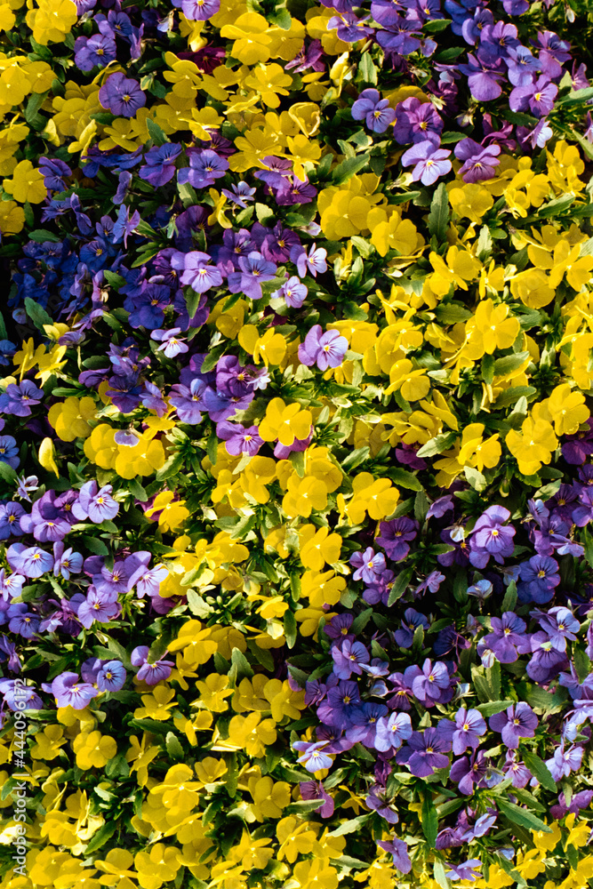 Pansies background Pansies background