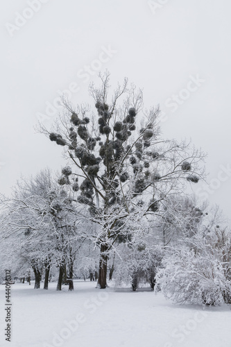 Mistletoe photo