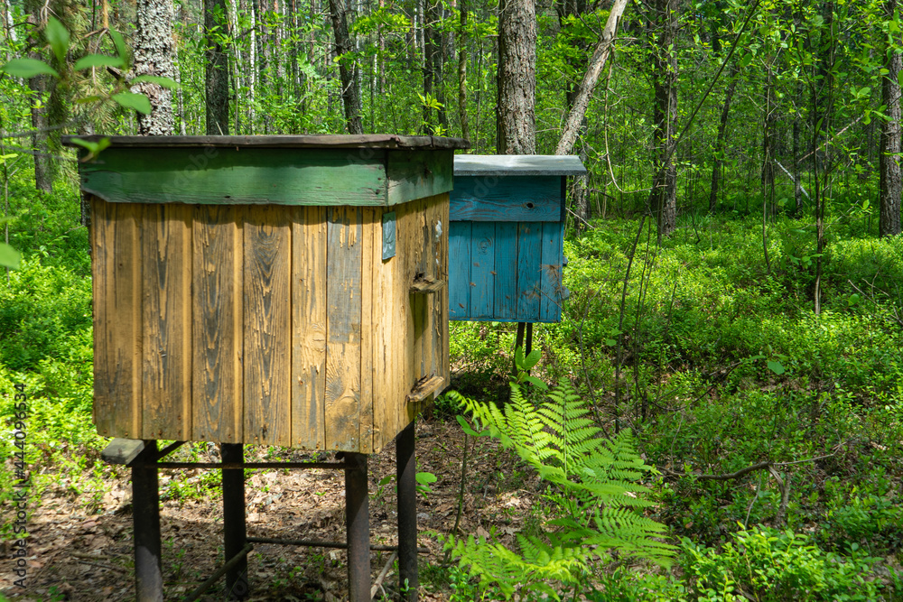 Bee hives for collecting honey in the forest. Beekeeping and organic forest honey Bee hives for collecting honey in the forest. Beekeeping and organic forest honey