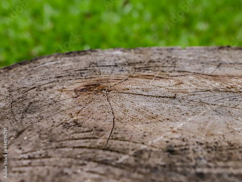Texture and grooves of a wooden log with the green of nature in the background. 