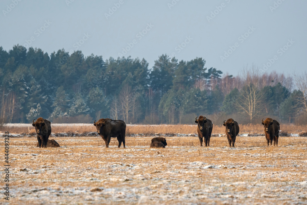 Wild European bisons on the field, snow covered, landscape panorama