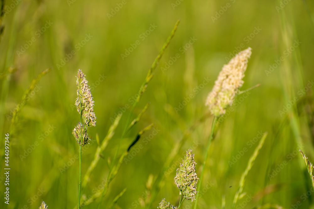 Gramineae in field with blurry background Gramineae in field with blurry background