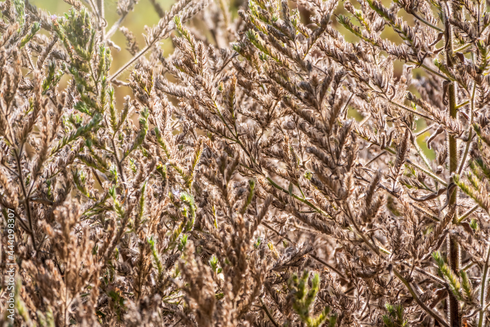 Yellow autumn fluffy feather grass with seeds on curved stems in light wind. Slightly blurred close up with selective focus. Yellow autumn fluffy feather grass with seeds on curved stems in light wind. Slightly blurred close up with selective focus.