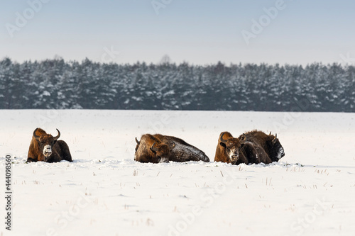 Wild European bisons on the field, snow covered, landscape panorama