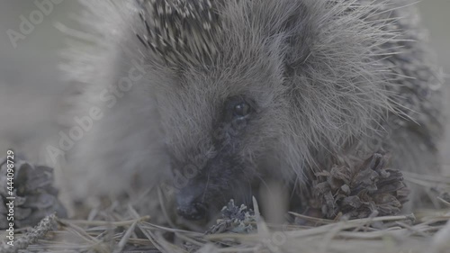 A close up of a hedgehog