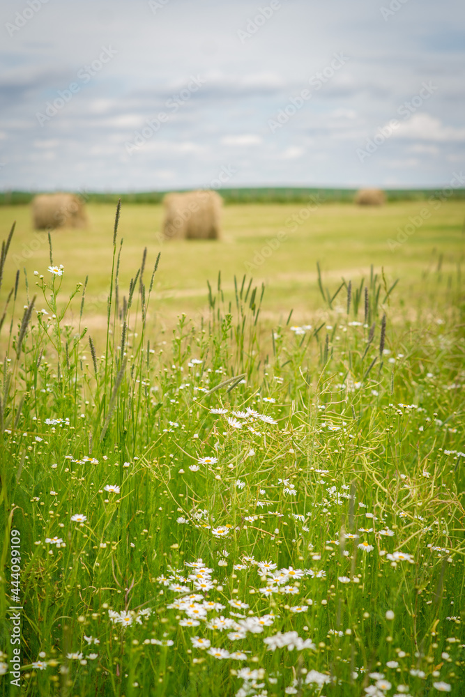 Obraz premium field of wheat and flowers. Hay bales in a field
