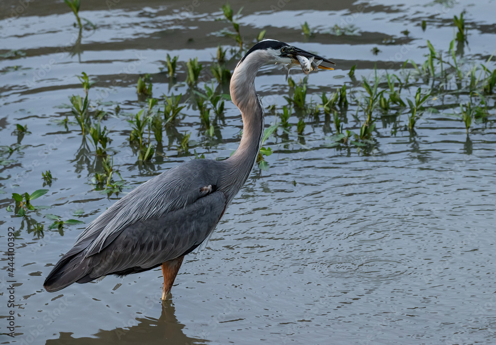 Fototapeta premium Great Blue Heron