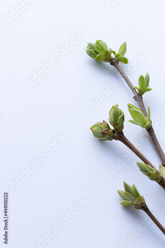 Tree's branches with first leaves on a white background with a space for text.