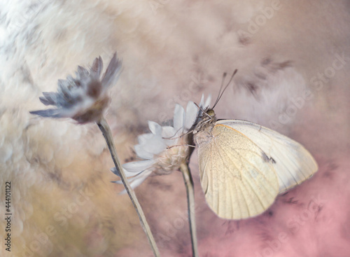 Motyl Bielinek Kapustnik na kwiatku Suchokwiat