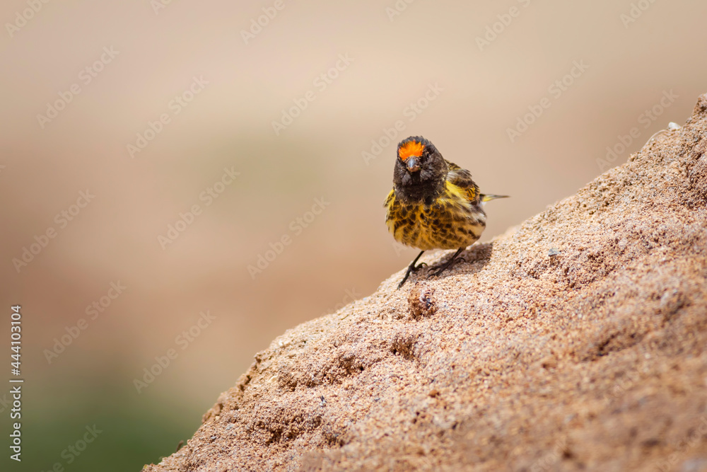 Red fronted Serin. Serinus pusillus. Nature background. Red fronted Serin. Serinus pusillus. Nature background.