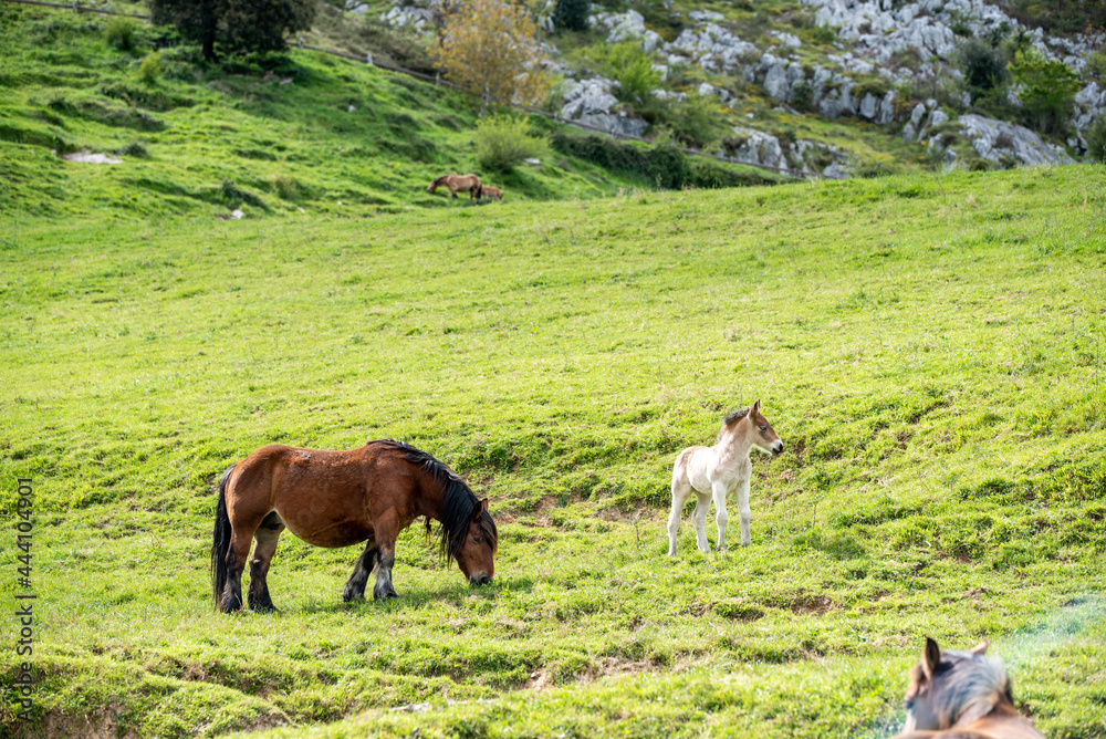 Horses grazing in lush meadow Horses grazing in lush meadow