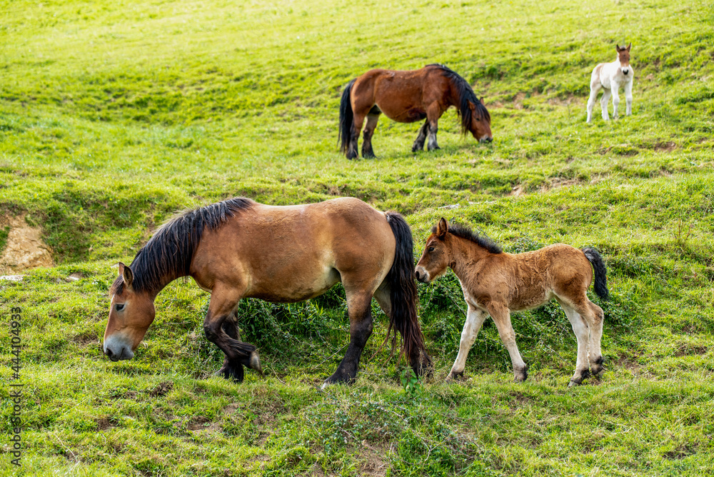 Horses grazing in lush meadow Horses grazing in lush meadow
