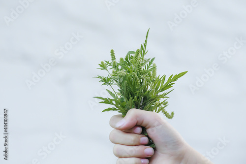 Bouquet of ragweed on white background. Blossoming ambrosia in hand. Weed bursages and burrobrushes whose pollen is deadly for allergy sufferers photo