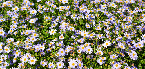 Kalimeris incisa, common name Kalimeris or Japanese aster, is a species of flowering plant in the family Asteraceae. photo