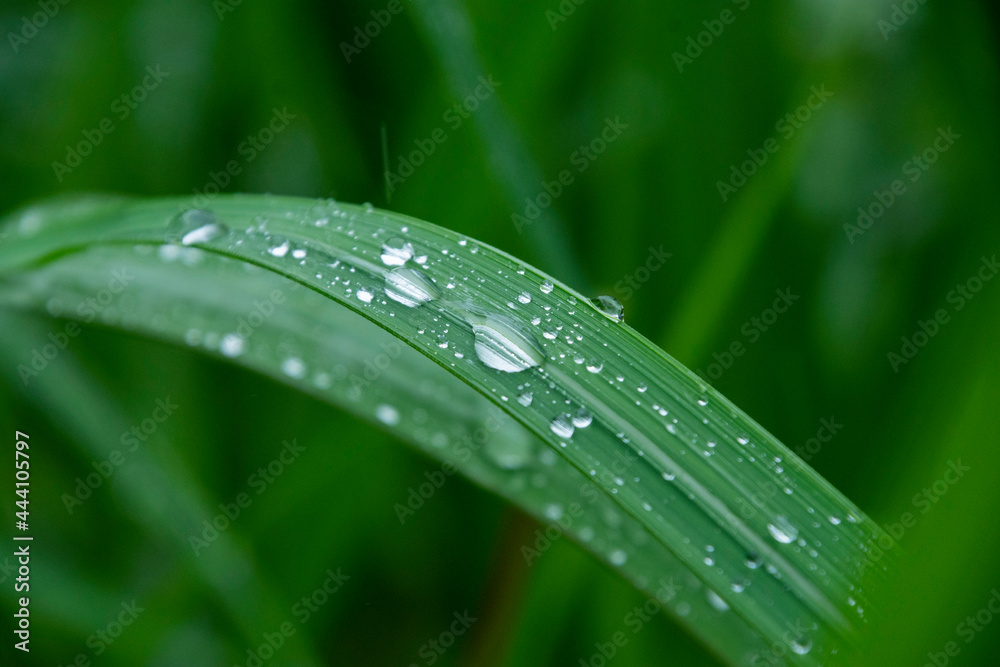 雨の日 葉に付く水滴 雨の日 葉に付く水滴