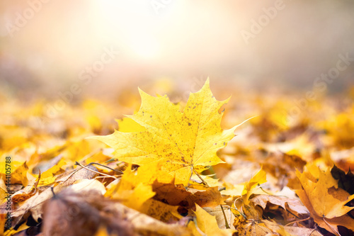 Yellow maple leaf on the ground among the fallen leaves with a blurred background in the sunlight