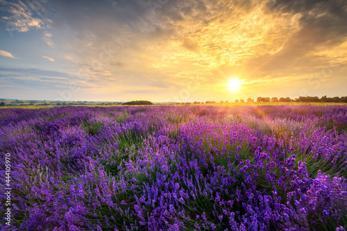 Beautiful lavender field sunset landscape © Piotr Krzeslak