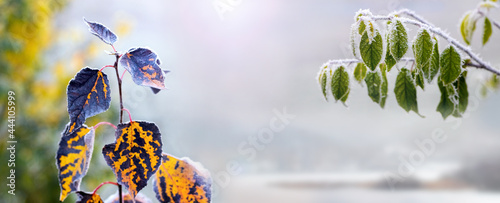 Winter background with frost-covered colorful leaves on a blurred background. Christmas mood