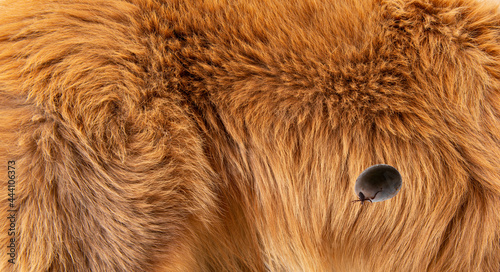 Wallpaper Mural Tick beetle on a dog fur in the detail Torontodigital.ca