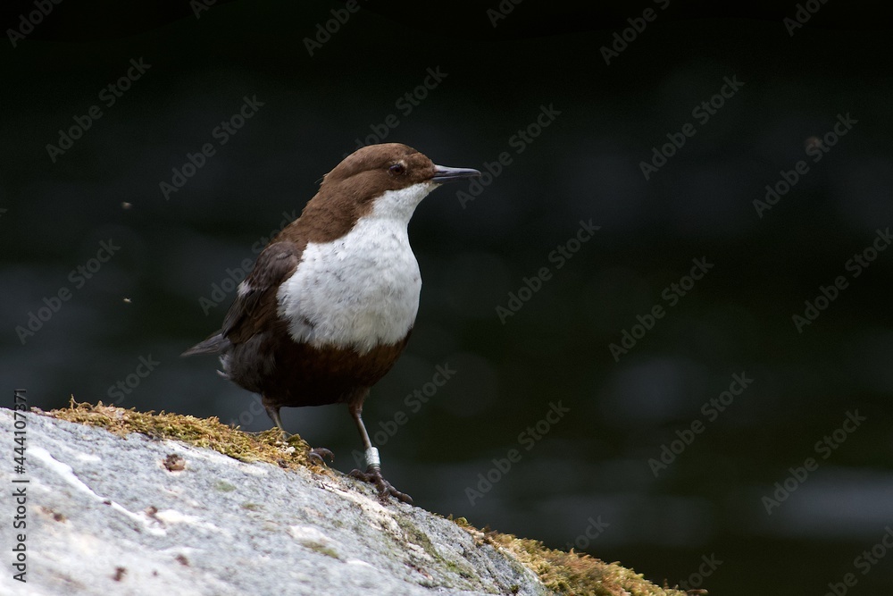 White throated dipper on a rock in Sweden White throated dipper on a rock in Sweden