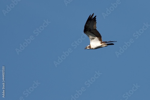 Osprey in the sky on the west coast in Sweden