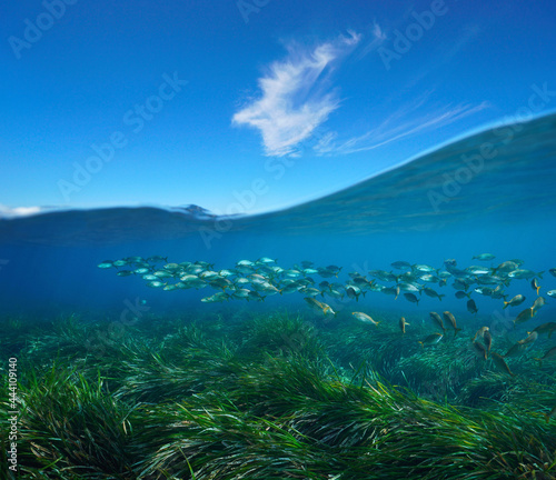 Seagrass with fish underwater sea and blue sky with cloud, split view over and under water surface, Mediterranean sea