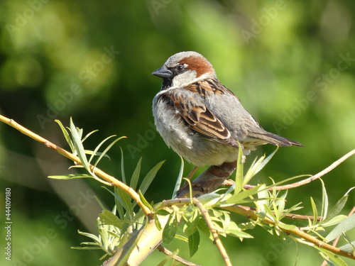 House sparrow (Passer domesticus) perched on willow tree, Sopot, Poland