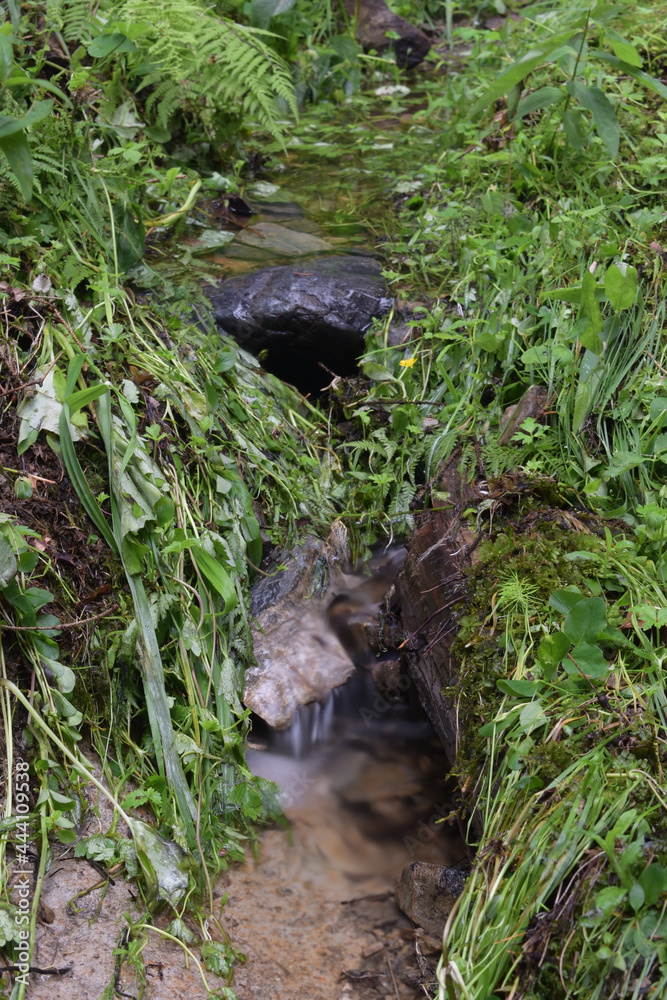 Flowing river over rocks, moss, ferns and grass, natural landscape Flowing river over rocks, moss, ferns and grass, natural landscape