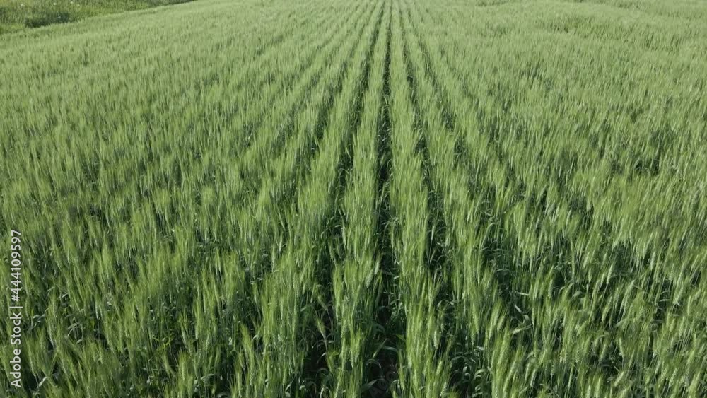 Aerial flying just above a field of bright green rows of wheat. The heads of the wheat can be clearly seen.
Aerial flying just above a field of bright green rows of wheat. The heads of the wheat can be clearly seen.