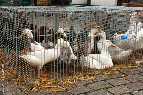 Ducks and Gooses on the animal market in Mol, Belgium. photo