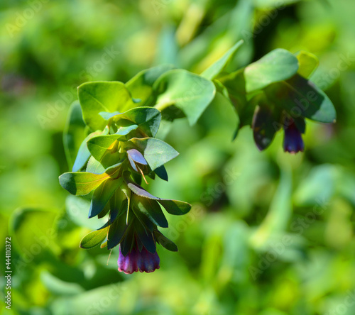 Cerinthe major, called honeywort along with other members of its genus, is a species of flowering plant in the genus Cerinthe, native to the Mediterranean region, and introduced to New Zealand photo