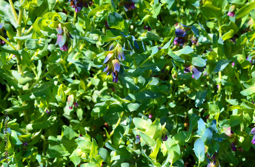 Cerinthe major, called honeywort along with other members of its genus, is a species of flowering plant in the genus Cerinthe, native to the Mediterranean region, and introduced to New Zealand photo